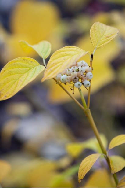 Cornus sericea ’Bud’s Yellow’